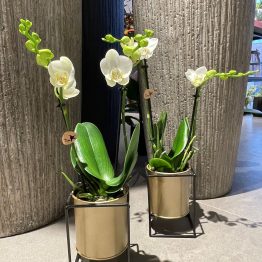 Witte orchidee in gouden pot