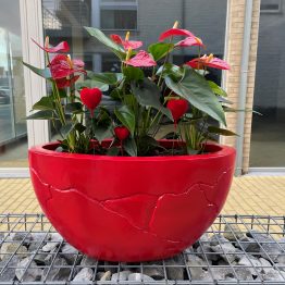 Anthurium rood Valentijn
