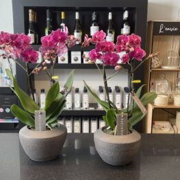 Orchidee exclusive