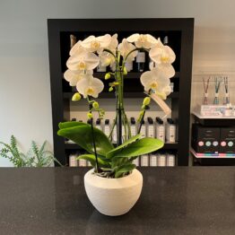 Witte orchidee Fontano