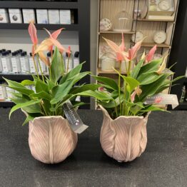 Anthurium Lilly