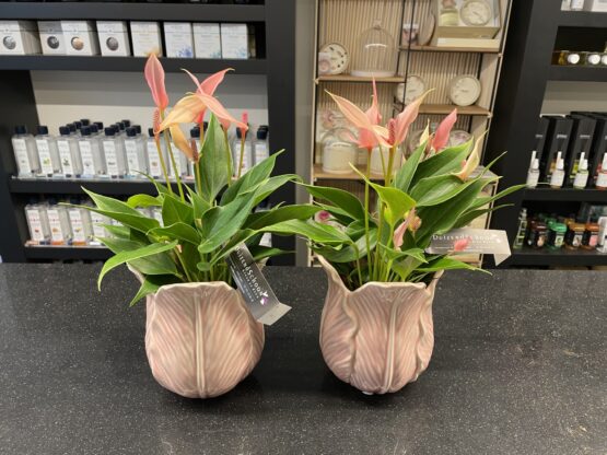Anthurium Lilly