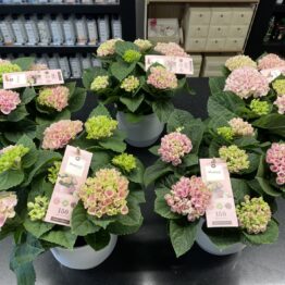 Hortensia roze bloeit 150 dagen